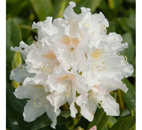 Рододендрон Каннингей Уайт (Cunningham's White) С5